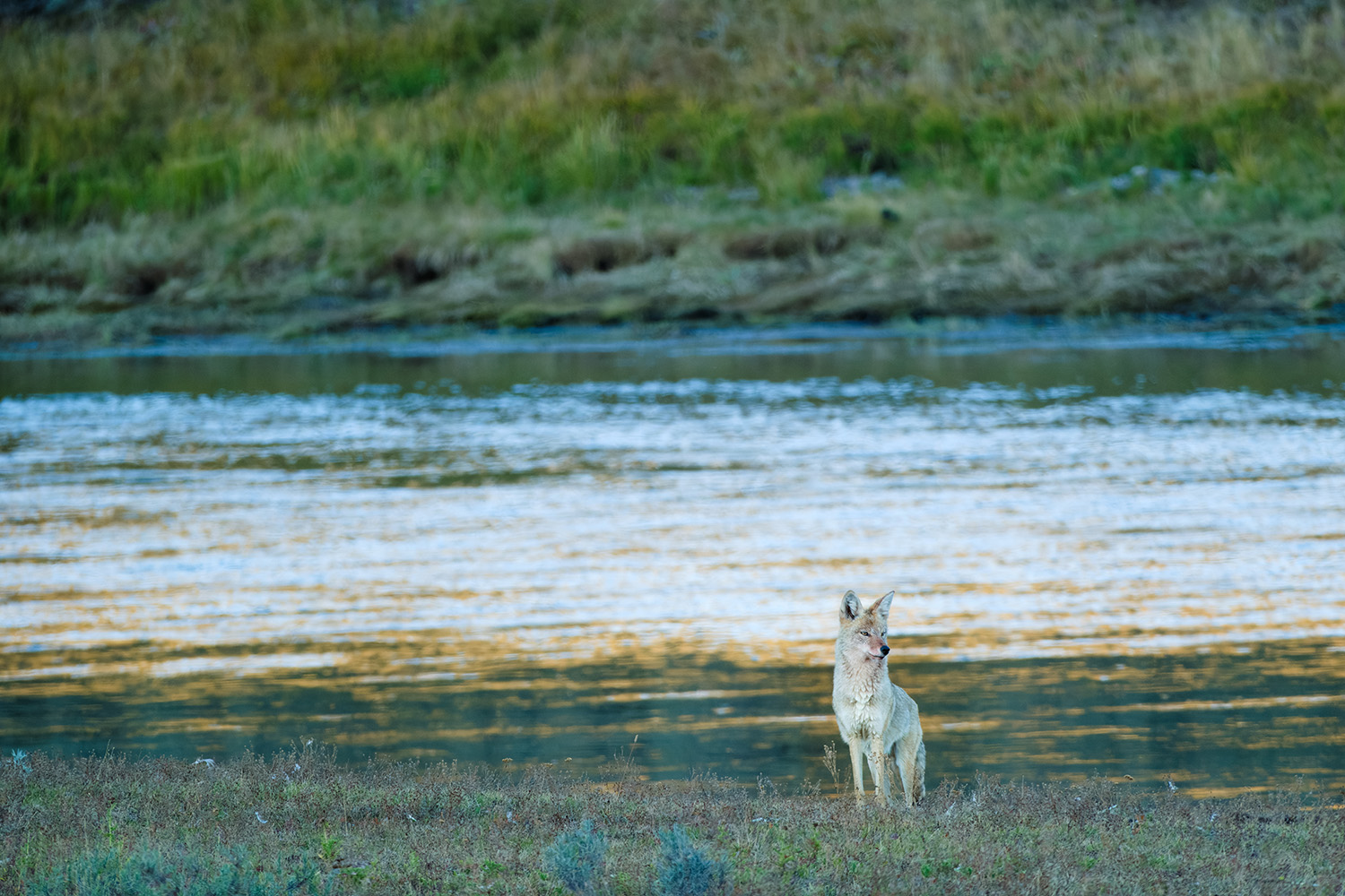 Landschap met wolf