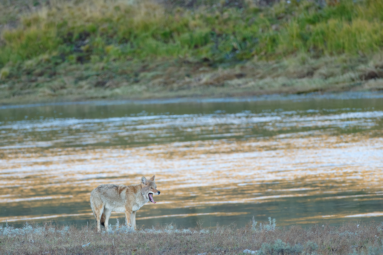 Landschap met wolf_2